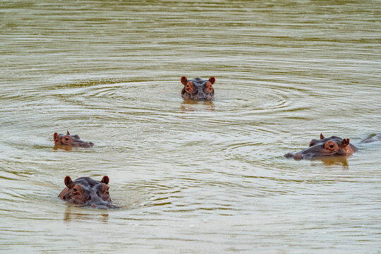 Family of Hippos live free in the rivers and lakes of Colombia