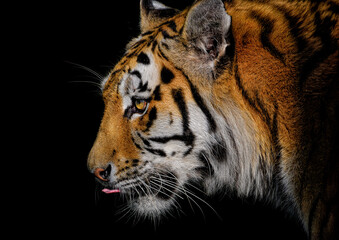 A close up of an Amur (Siberian) tiger