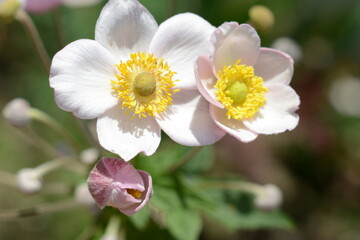 Beautiful light pink decorative flowers of eriocapitella hupehensis (anemone) with a yellow center