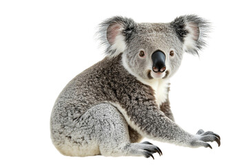 Obraz premium koala on a transparent background