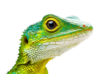 Obraz premium green lizard isolated on transparent background