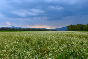 Field of white flowering buckwheat (Fagopyrum esculentum) plants at Sorsko Polje in Gorenjska, Slovenia
