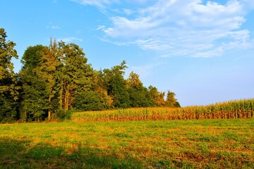 Fototapeta premium Corn field at the edge of a forest at Sorsko Polje, Slovenia