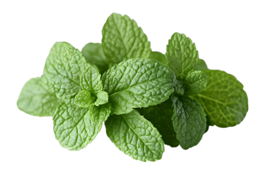 fresh mint isolated on transparent background