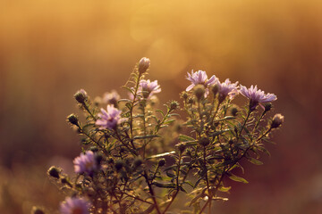 Kwiaty na jesiennej łące, tapeta. © Elżbieta Kaps