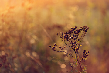 Kwiaty na jesiennej łące, tapeta. © Elżbieta Kaps