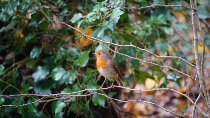 A robin landing on a tree branch in a forest