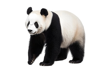 Naklejka premium close up of panda on transparent background