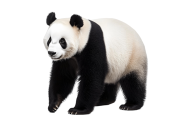 close up of panda on transparent background