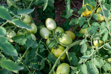 fresh tomato plants in the garden, Green tomatoes growing in Farm, organic vegetable