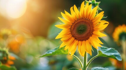 Fototapeta premium Close up of a lovely sunflower