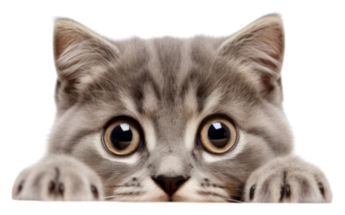 PNG Gray kitten peeking up pet animal mammal.