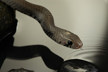 A snake is captured observing its reflection in calm water, its head slightly tilted as it investigates.