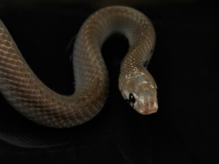 A snake is slithering on the water surface, its head slightly raised. The dark background enhances the snake smooth movement and predatory focus.