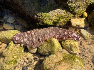 Sea cucumber, Holothuroidea, also called sea cucumbers or holothurians, are a class in the phylum of echinoderms