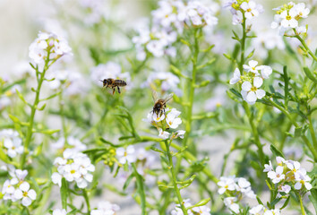 Two Honey bees or honeybees feeding and flying over Sea Rocket flowers 