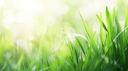 Close up photo of a soft green grass blade with a blurred background displaying the beauty of...