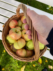 Apples in basket
