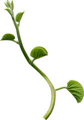 vine plant nature for decoration design.