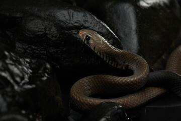 A snake is emerging from the shadows on a dark, rocky surface. The light catches its smooth scales, contrasting with the rough texture of the rocks.
