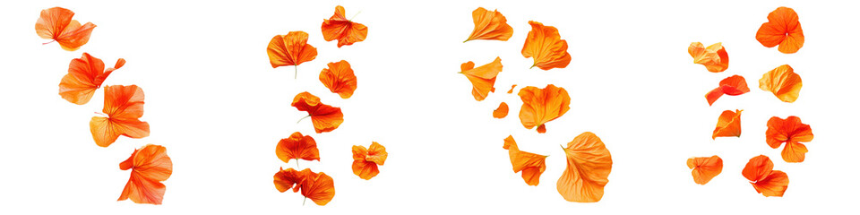 Autumn leaves in vibrant shades of orange and red, arranged artistically. Perfect for seasonal projects or nature-themed designs.