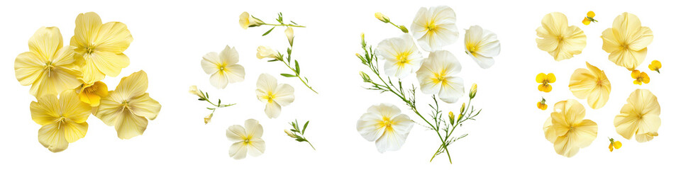Beautiful yellow and white flowers in bloom, ideal for spring and summer designs, floral art, and nature-themed projects.