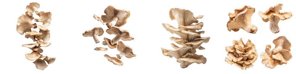 Close-up image of dried mushrooms in various formations, isolated on a white background. Perfect for culinary, health, and natural food themes.