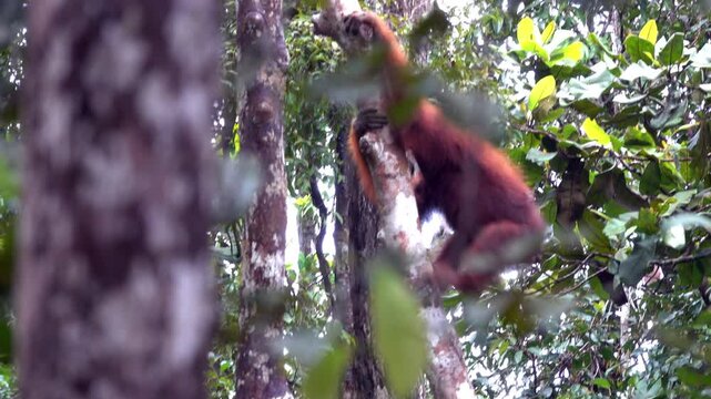 An orangutan straddles two trees and climbs.