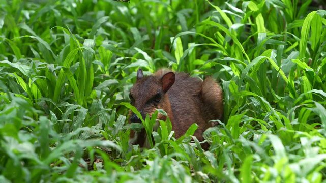 Wild lesser mouse deer, (Tragulus kanchil) resting on the grassy ground in its natural habitat, close up shot.