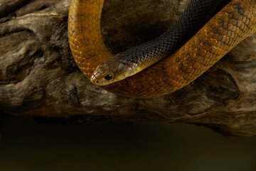 A snake is curled on a tree branch, its body tightly wound around the wood. The natural setting earthy tones make it blend seamlessly with the environment.