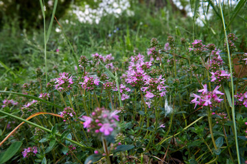 Obraz premium Blossom Thymus serpyllum, Breckland thyme. Breckland wild thyme, creeping thyme, or elfin thyme blossoms in green grass. Natural medicine and fragrant spice in habitat