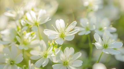 Obraz premium Close up view of white Saxifraga paniculata spring flowers