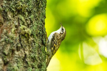 Eurasian treecreeper bird clings to a tree trunk