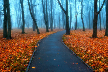 Autumn landscape with bare autumn trees and orange fallen autumn leaves covering the ground. Autumn deserted park alley in dense fog