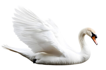 mute swan cygnus olor on transparent background