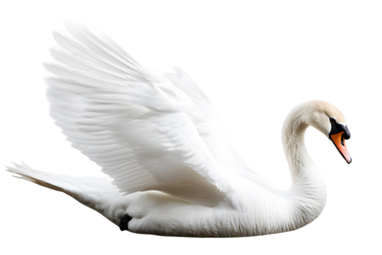 mute swan cygnus olor on transparent background