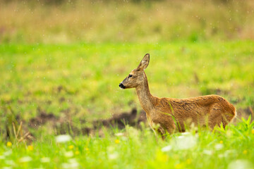 Roe deer stands in the meadow during the rain, eastern Poland