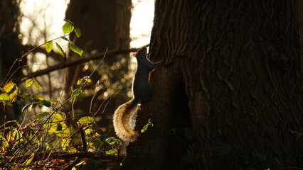 Backlit squirrel and squirrel tail climbing a tree trunk in a forest
