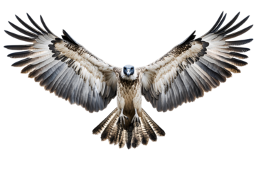eagle isolated on transparent background