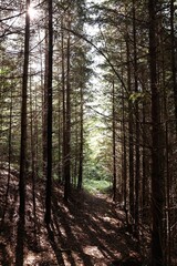 Forest with beautiful trees in mountains on sunny day