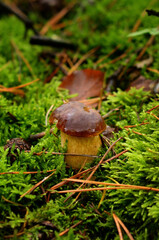 Mushroom on moss in an autumn forest. Warm fall hues contrasting with green moss. Perfect for showcasing autumn nature and forest fungi