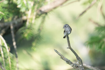 Dark Sided Fly Catcher in Forest 