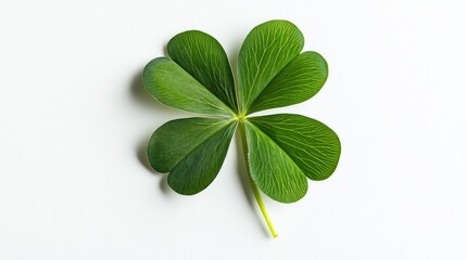 Four Leaf Clover on White Background