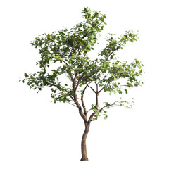 Obraz premium A vibrant tree with lush green leaves sways gently in the warm sunlight by a serene landscape