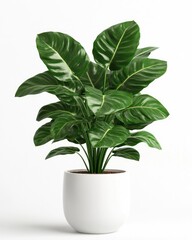A vibrant indoor plant with striking green leaves in a sleek white pot, perfect for enhancing home decor and improving indoor air quality.
