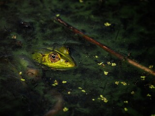 Green frog (Rana esculenta) Europe, close up, skokan zelen&yacute;, Pelophylax esculentus