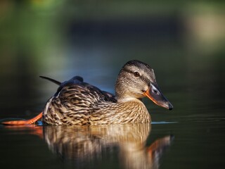 Mallard (Anas platyrhynchos) Closeup shot beautiful duck