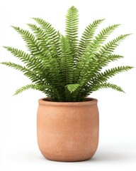 Lush green fern plant in a rustic terracotta pot, perfect for enhancing indoor spaces with a touch of nature.