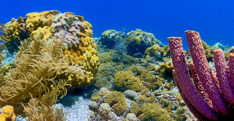 Caribbean coral garden, Bonaire