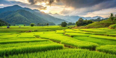Obraz premium Lush green rice paddies in Thailand during the summer harvest season, Thailand, rice field, agriculture, summer, rural